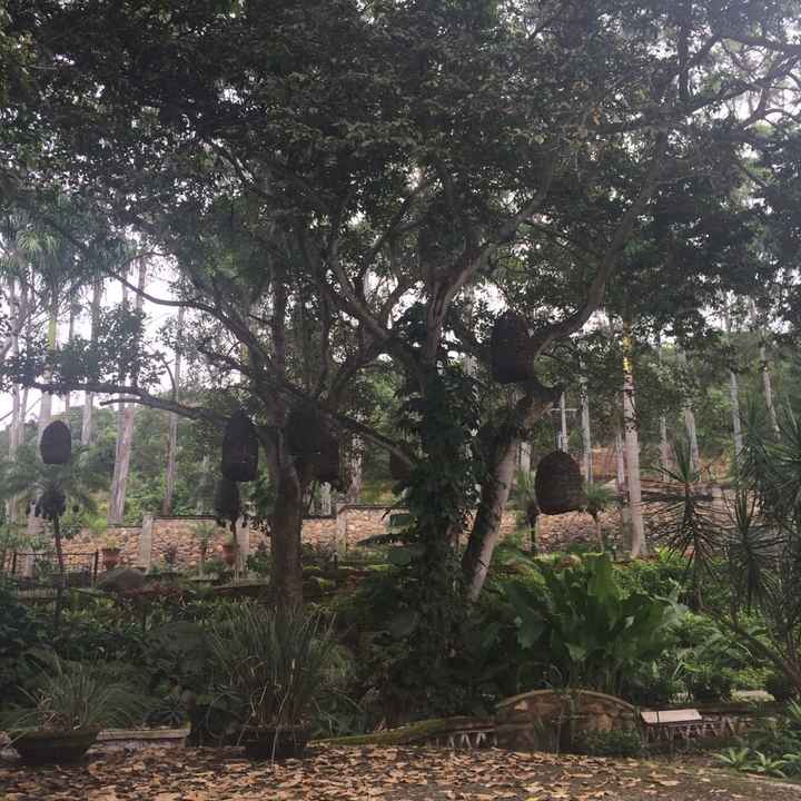El jardín de nuestra boda... se los presento! - 8