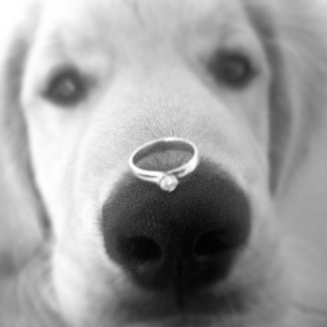  😍cuál es la foto que les gusta más de sus Anillos 👰🏻?? - 2