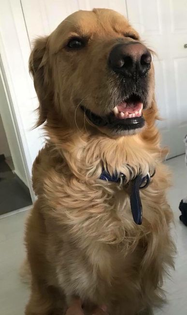 Best dogs or dog of honor - 1