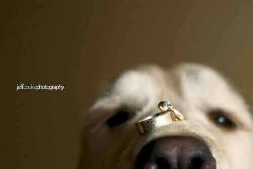  Wedding shoot: Perrhijos - 1