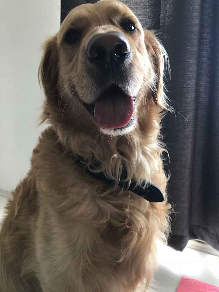 La Mascota en la Boda 🐶 - 1