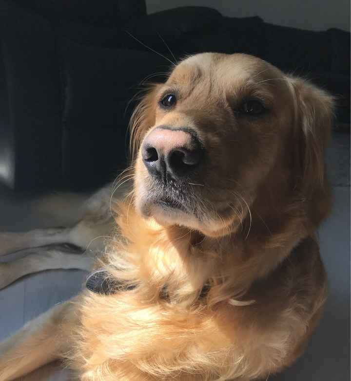 Mi boda revolucionaria - 1