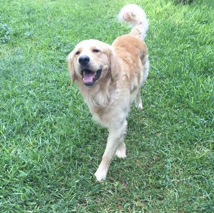 Mascotas o no (perrhijos)?, :( - 1