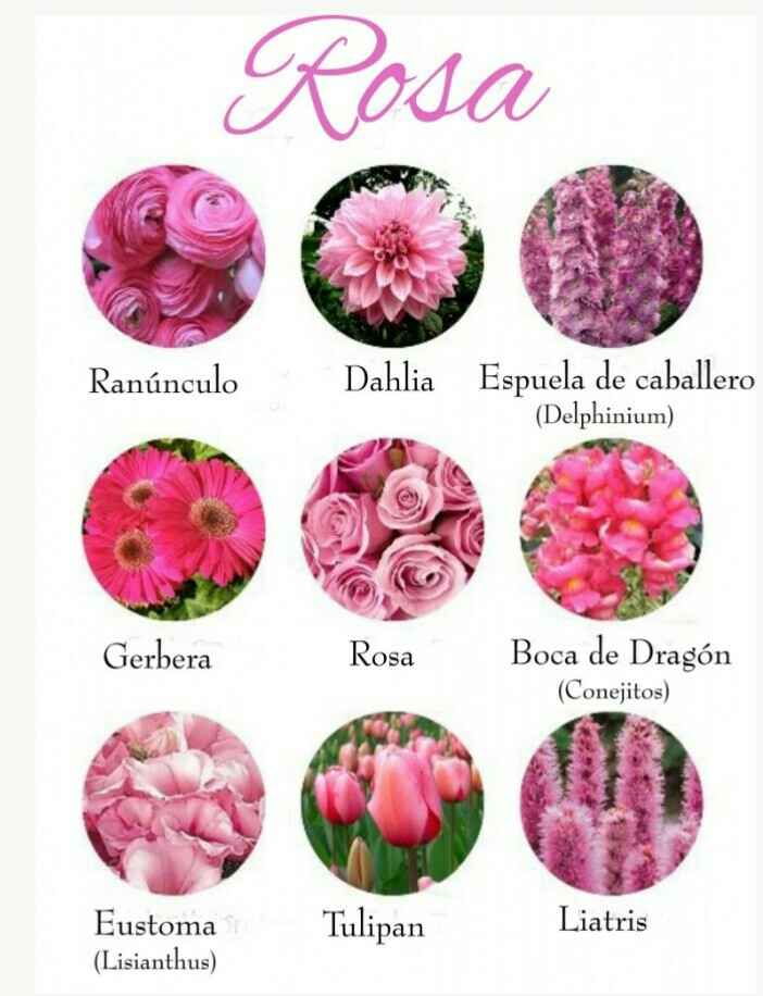 Catálogo de flores por colores - 4