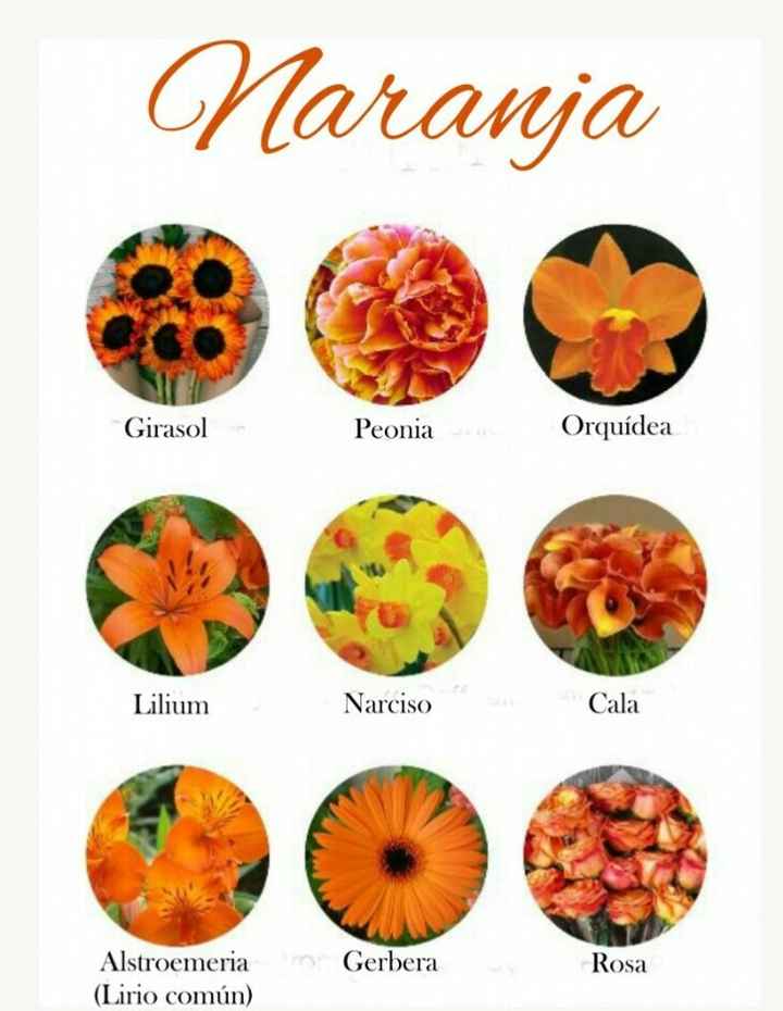Catálogo de flores por colores - 8
