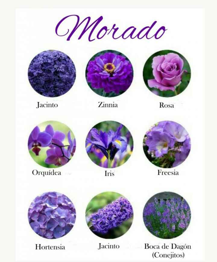 Catálogo de flores por colores - 10
