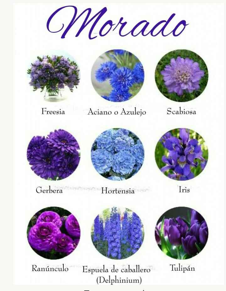Catálogo de flores por colores - 11
