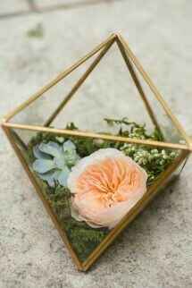 Terrarium - 8