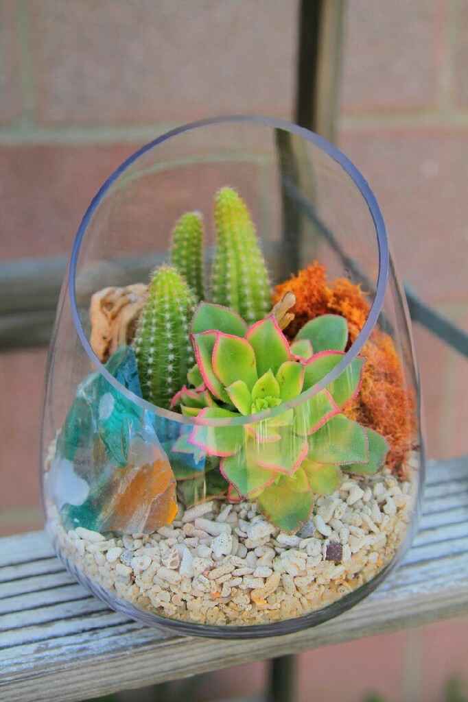 Terrarium - 14