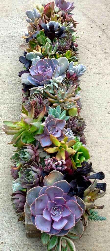 Ideas con suculentas 🌸 - 1