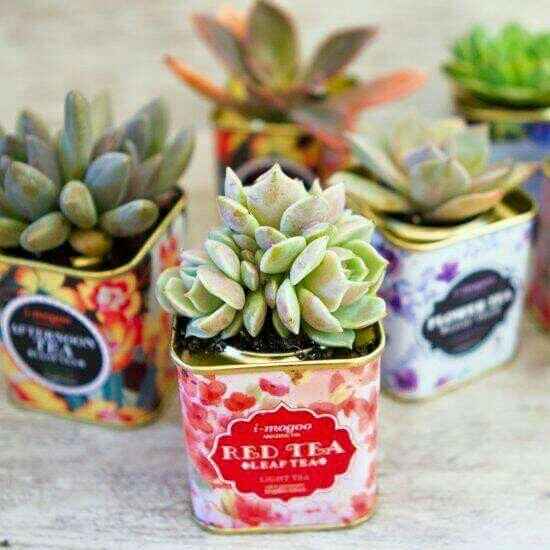 Ideas con suculentas 🌸 - 2