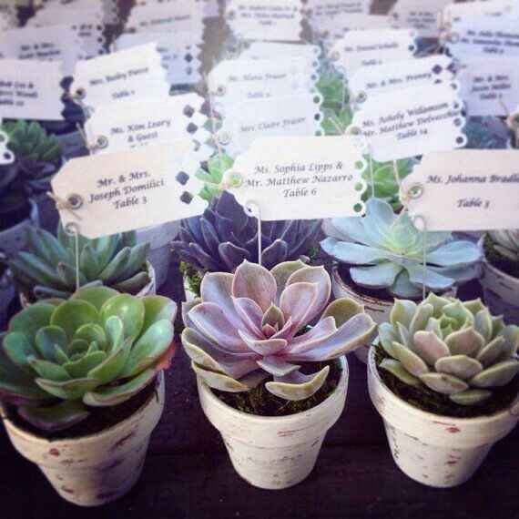 Ideas con suculentas 🌸 - 8