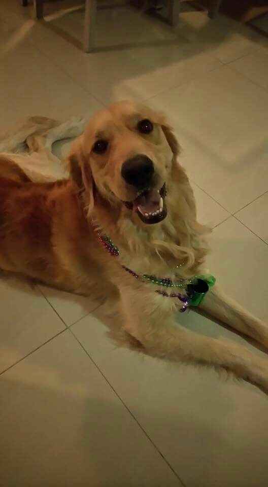 Ustedes tendran a su mascotas en el día que se casen - 1