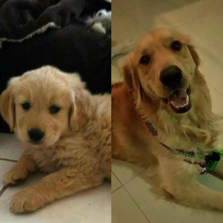 ¿Tienen o tendrán una mascota en común? - 1