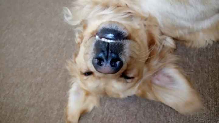 Ideas para tener una boda muy perrona (canina) ;) - 1