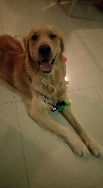 Mi perrita para paje!! !?? - 1