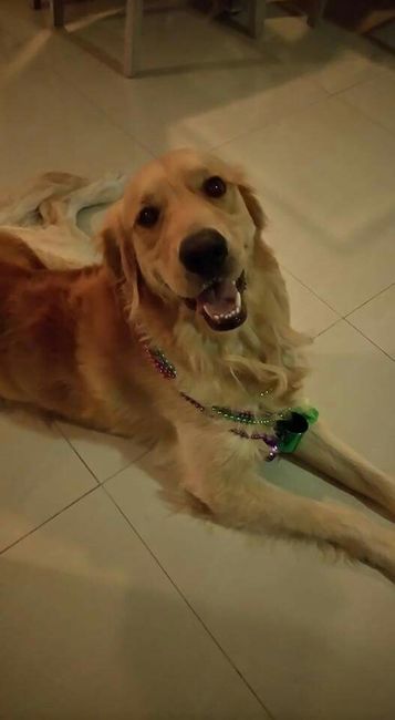 Ustedes tendran a su mascotas en el día que se casen - 1