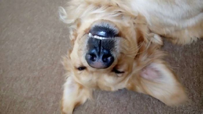 Ideas para tener una boda muy perrona (canina) ;) - 1