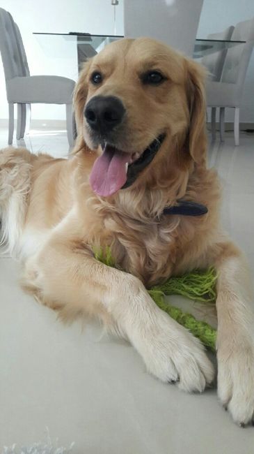 Incluir a nuestra mascota  (hijos perrunos) en la boda - 1