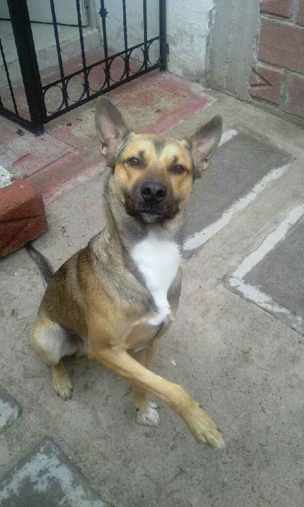 Fotos lindas mascotas - 1