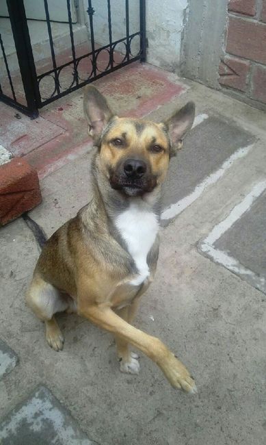 Fotos lindas mascotas - 1