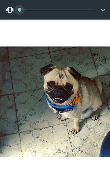 Save the date con mascotas, una manera incluirlos en la organización del día B! - 1