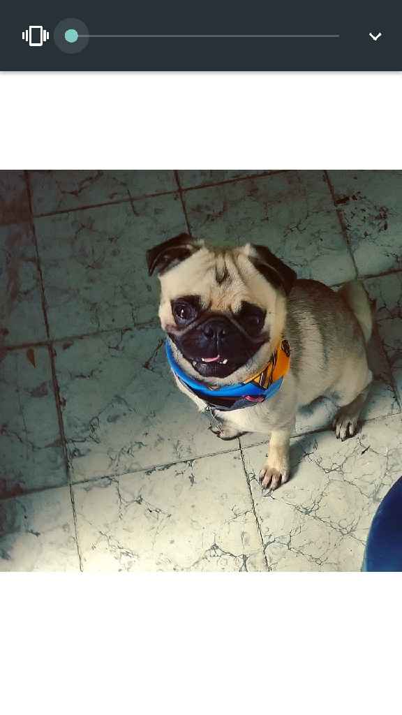 Save the date con mascotas, una manera incluirlos en la organización del día B! - 1