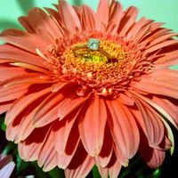 y tu anillo como es??? 😍😍😍😍 - 1