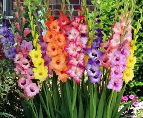 Gladiolas en colores