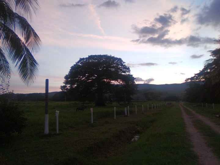 Ceiba a la entrada de la finca