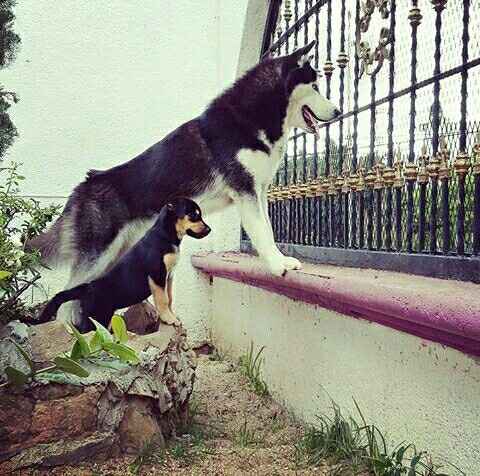 Hermoso regalo...mi peludo fiel!! - 1