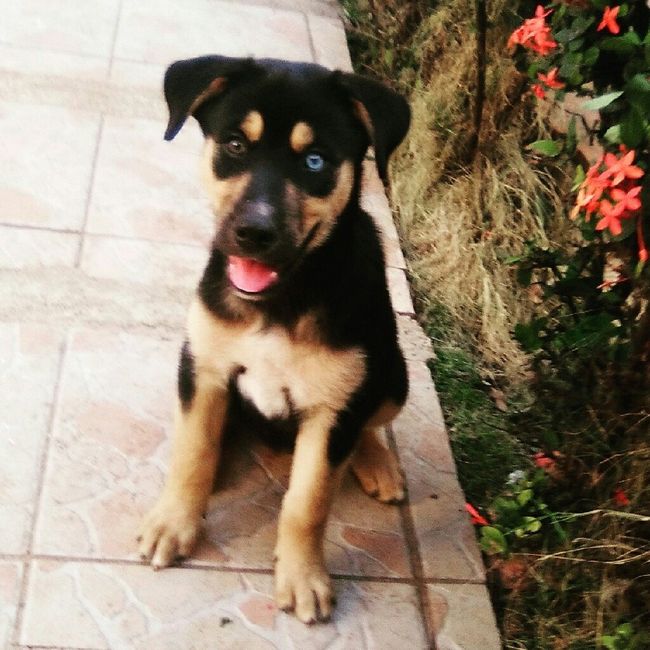 Tiempo de presumir a sus amigos peludos, quien tiene mascotas :d!! - 2