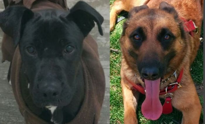 Perrihijos 😍🐶 - 1