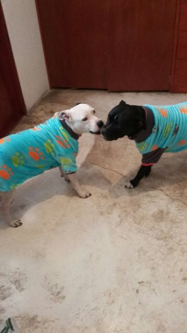 Tener mascotas de honor - 3