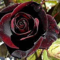 Rosa Baccara