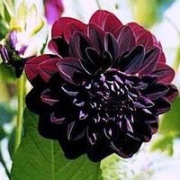 Dalia