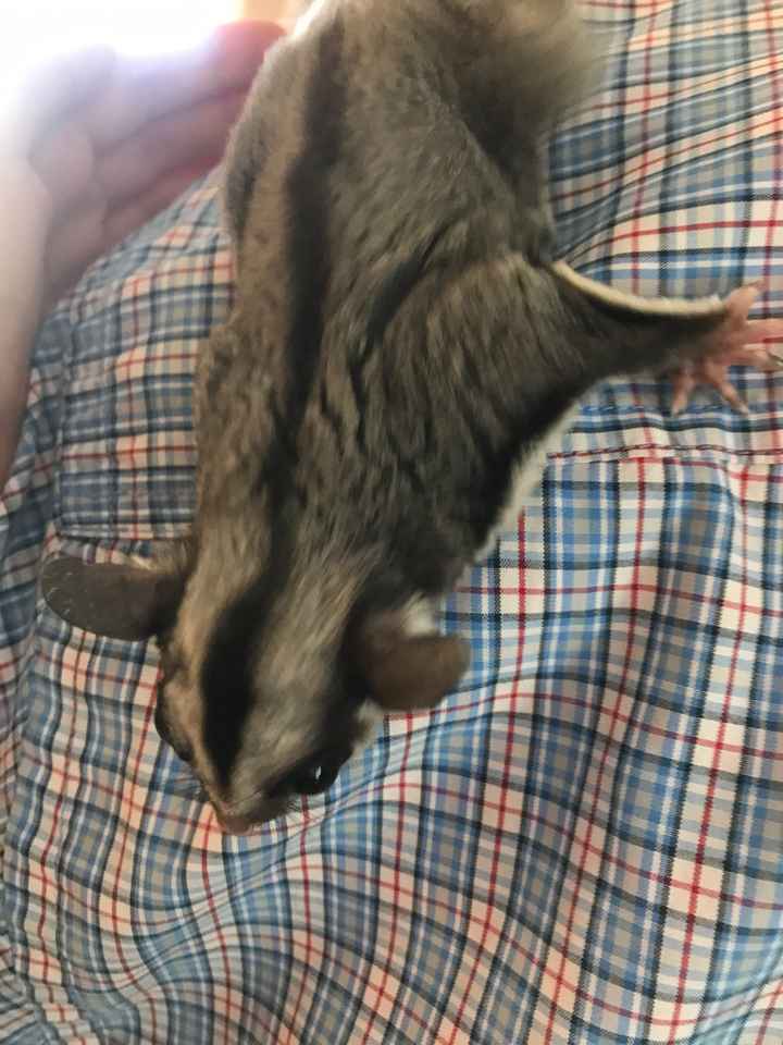  Mi pequeño amiguito - 1