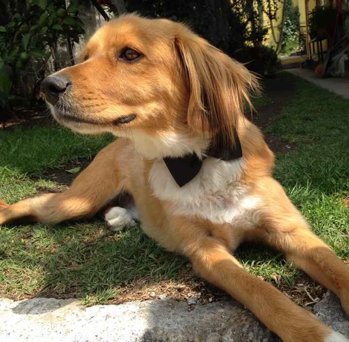 Tiempo de presumir a sus amigos peludos, quien tiene mascotas :d!! - 1