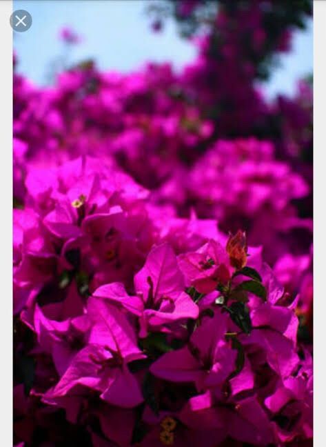 Color para boda en Abril? 23