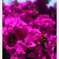 Color para boda en Abril? - 2