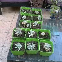 DIY centros de mesa y otras utilidades