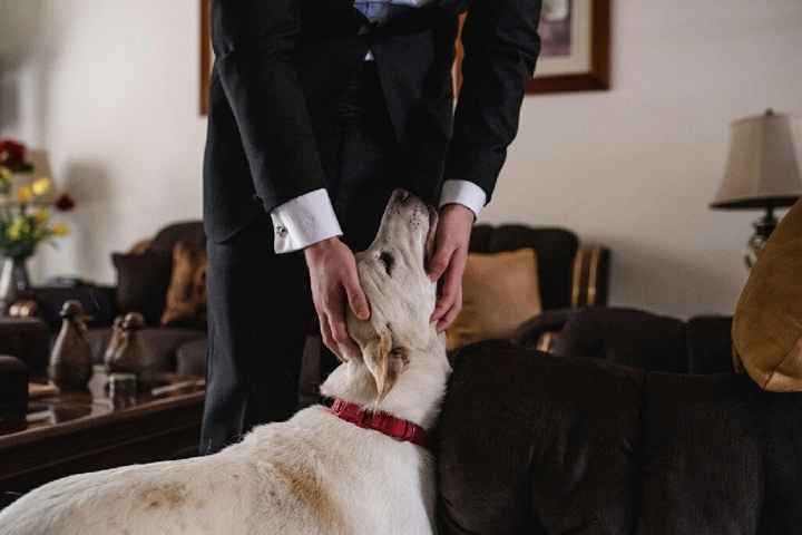  Fotos con perritos - 1