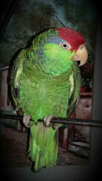 Presentando a las mascotas. - 1