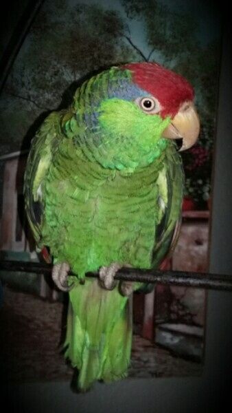 Presentando a las mascotas. - 1
