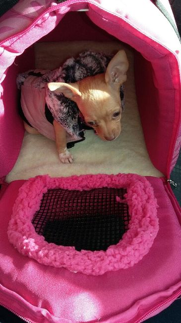 Nuestra nueva mascota !!!!! - 2