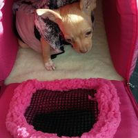 Nuestra nueva mascota !!!!! - 2