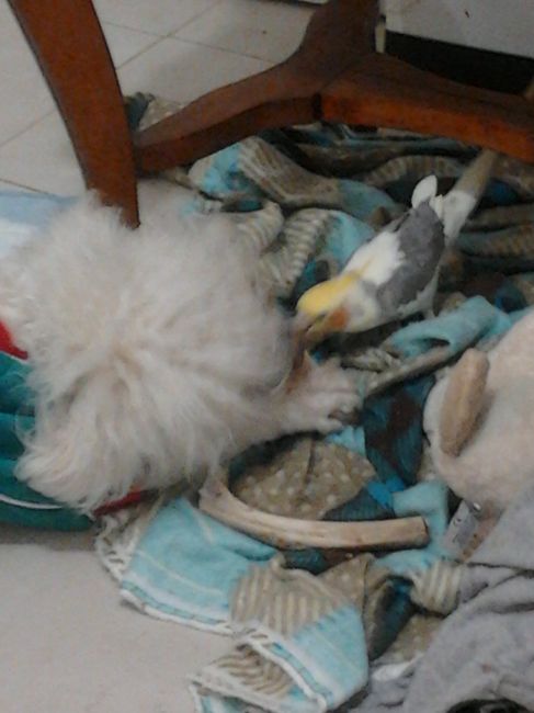 La foto de tu mascota! - 5