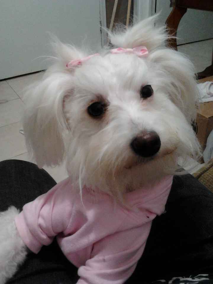 La foto de tu mascota! - 1