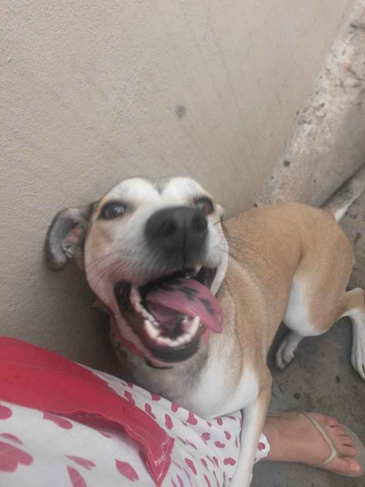 La foto de tu mascota! - 3