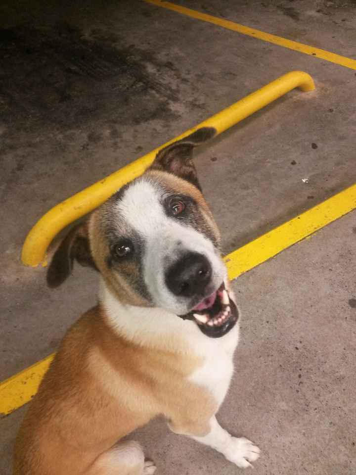 La foto de tu mascota! - 4